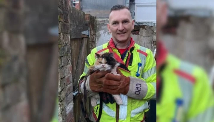 A Cat That is Being Rescued From the Ceiling Goes Viral With Its Grumpy Expression