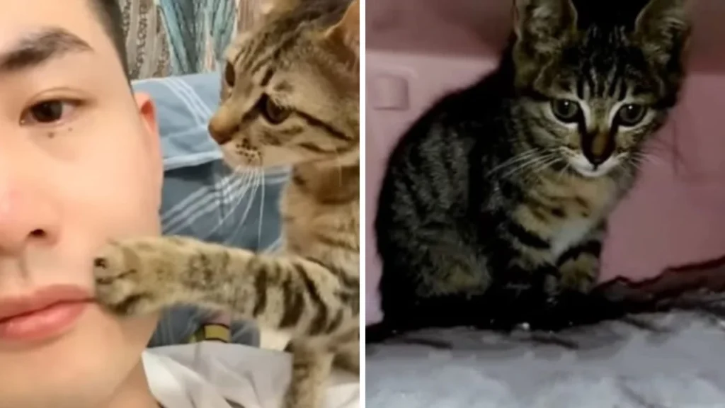 Meow-gical Rescue: Man’s Kindness Heals Tiny Kitty’s Broken Heart