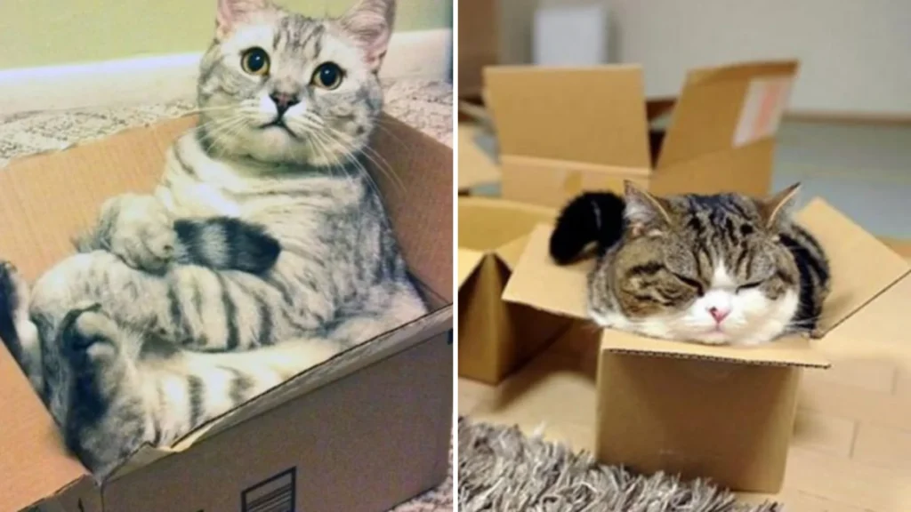 17 Stubborn Cats Who Think They’re Kittens Again: A Hilarious Box-y Adventure