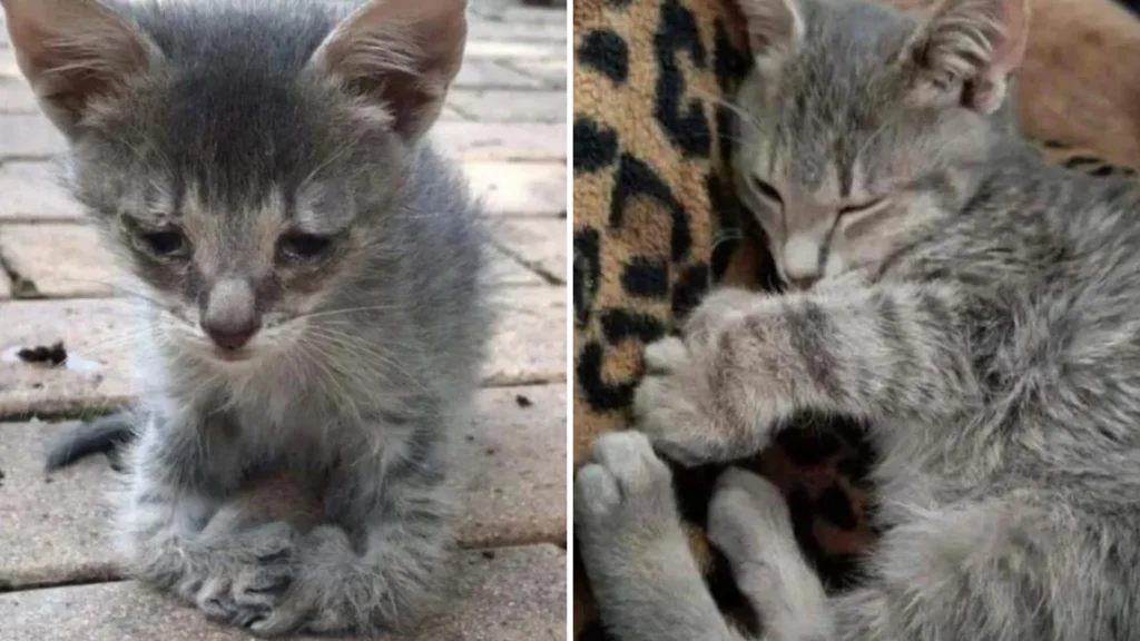 A Woman Finds a Tiny Kitten with Deformed Paws That is on its Own to Fight for its Life