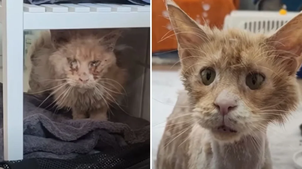 From Rags to Riches: The Incredible Transformation of a Homeless Cat