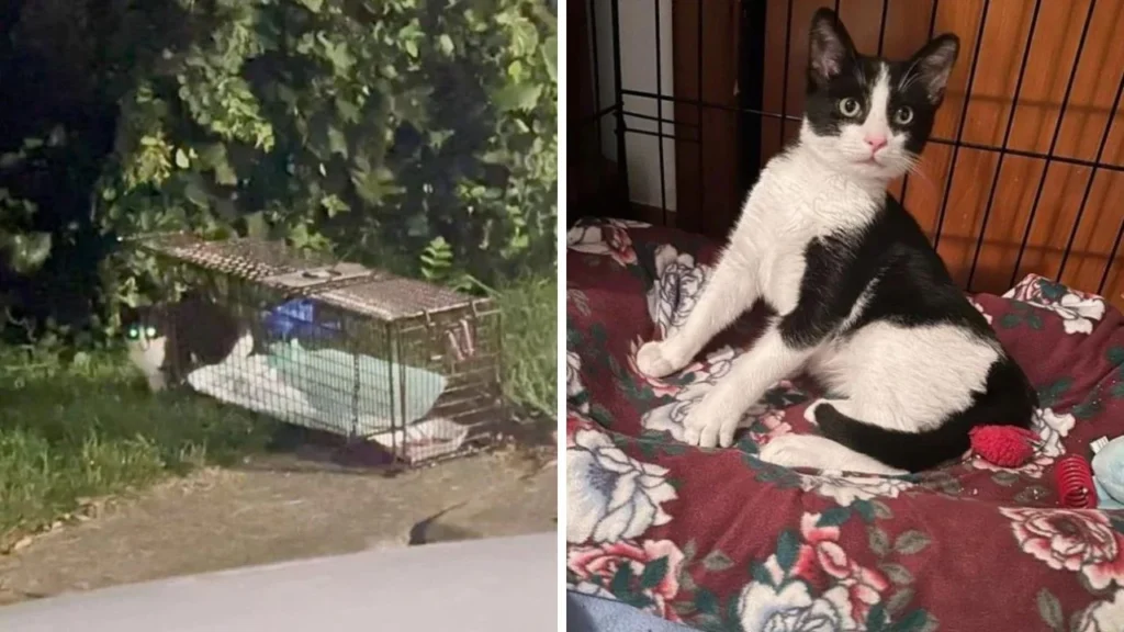 Kitten Looking For Food Around McDonald’s and Found a Forever Friend and New Home