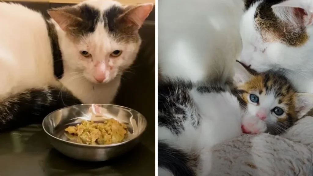 The Cutest Thing Happens When An Aggressive Cat Meets A Tiny Kitten