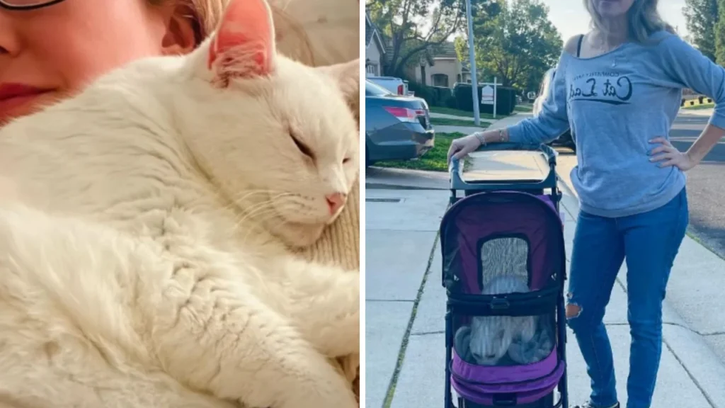 Grumpy Grandma Cat Finds Her Furever Human (But Makes Her Work For It!)