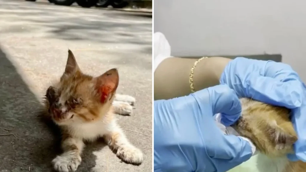 While on Vacation, a Couple Finds a Helpless Kitten That Turns Their Whole World Upside Down