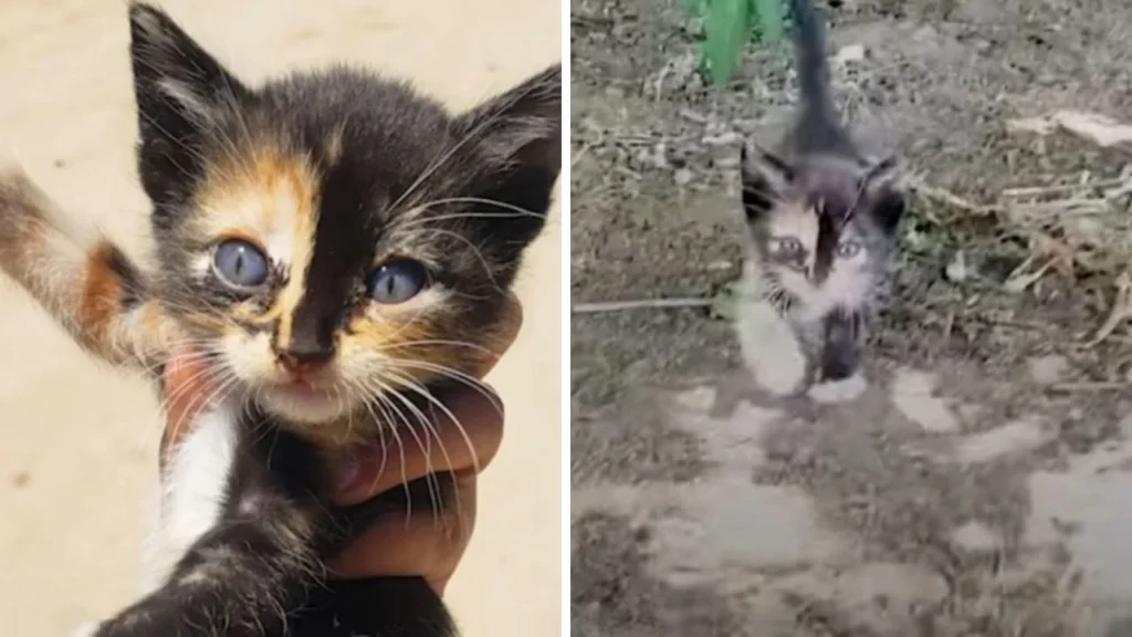 Woman Responds To Gentle, Squeaky Meows Only To Be Ambushed By A Tiny Cat