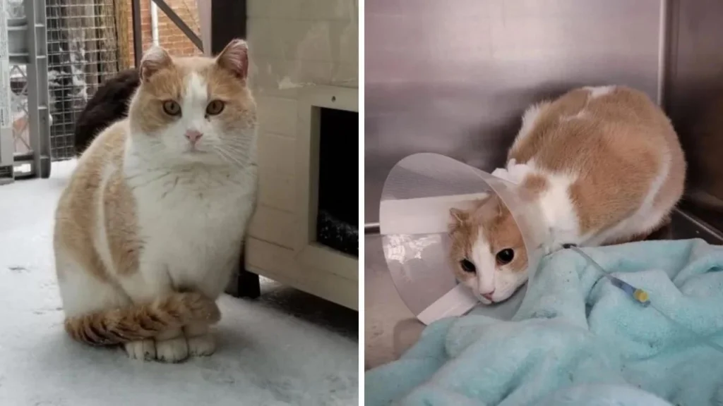 Cheetos the Street Cat Hits the Jackpot: From Windowsill Beggar to Pampered Kitty