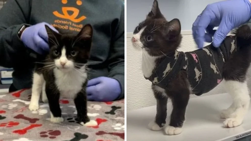 Kitten Has An Urgent Open-Heart Surgery And Shows Its Strength