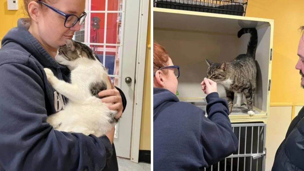 The Couple Went to Adopt a Cat, But They Ended Up With Three!