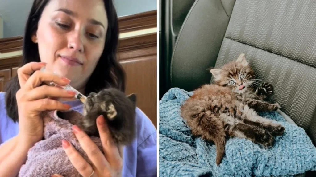 A woman in Missouri Finds an Abandoned Kitten on the Side of the Road and Brings Him Home