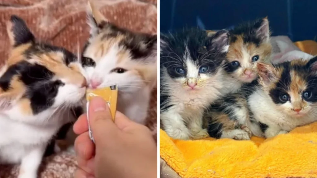 Three Tiny Kittens Find Forever Homes Together: A Heartwarming Rescue Story