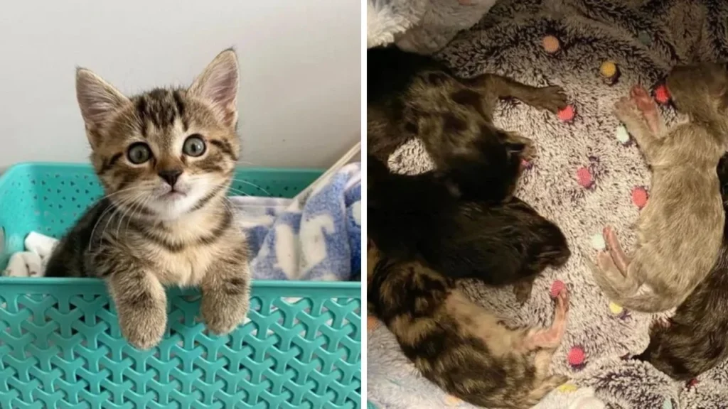 A Group Of Five Kittens Who Were Left Alone Remarkably Live Thanks To Virginia Shelter