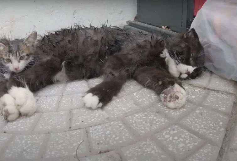 Mama Cat and Her Kitten Who Have Been Living on The Streets For a Long Time Finally Find Hope