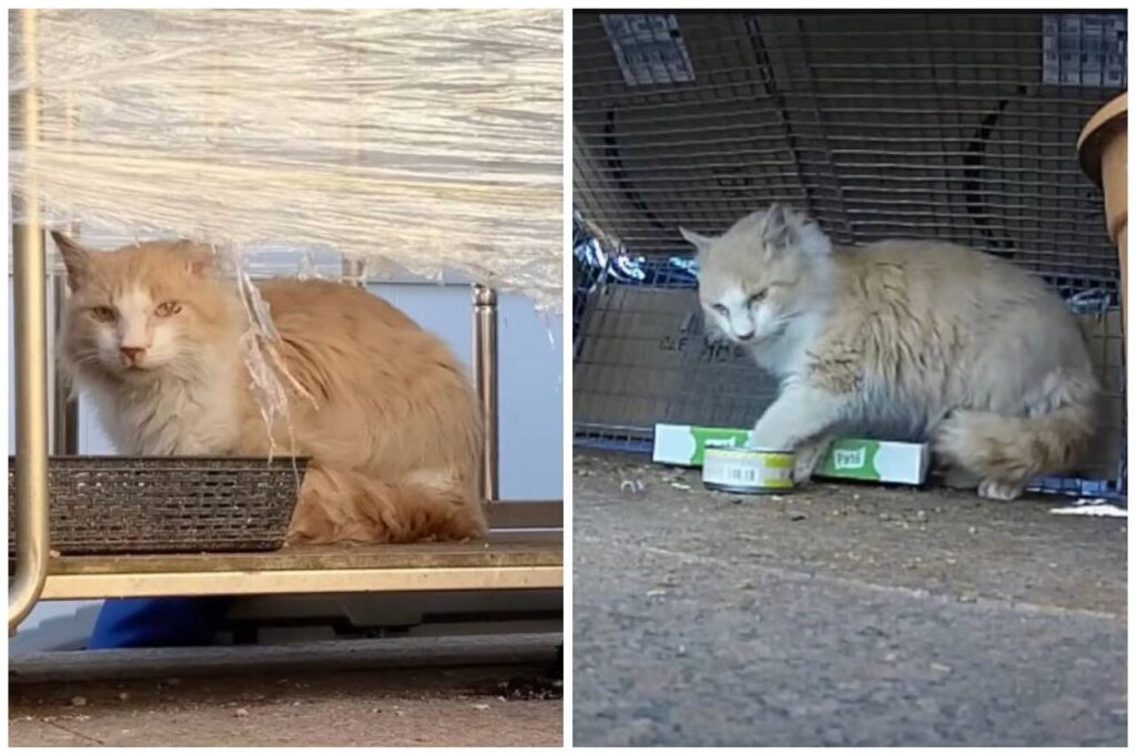 A Man Gains the Trust of a Stray Cat and Finds Him a Loving Permanent Home