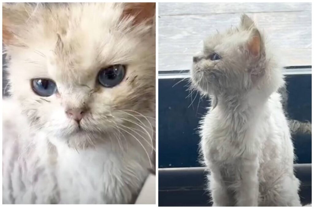 Abandoned Cat’s Incredible Glow-Up after Meet a Warm Heart Woman